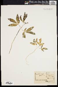 Panax trifolium image