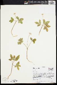 Panax trifolium image