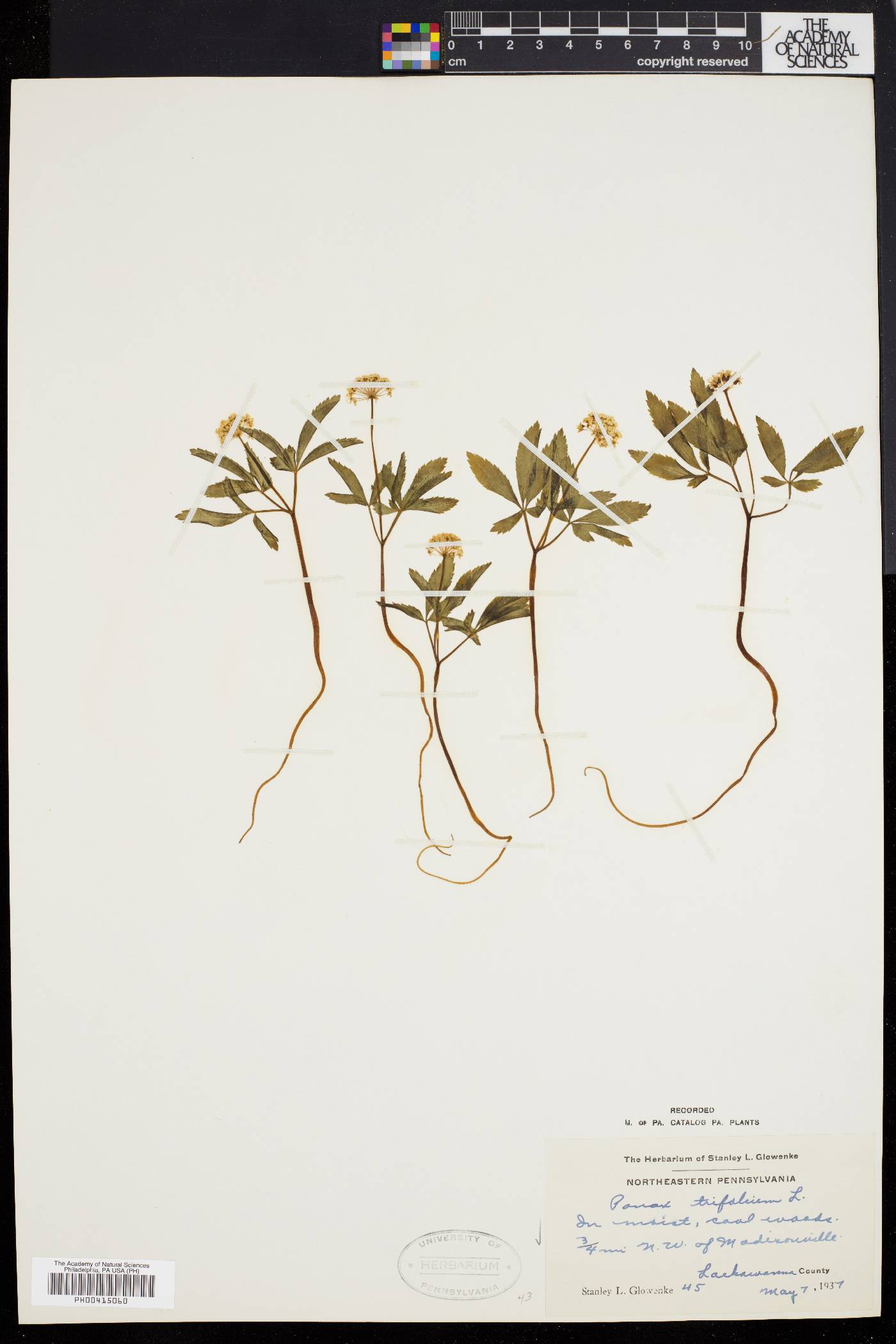 Panax trifolium image