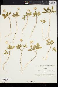 Panax trifolium image