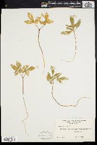 Panax trifolium image