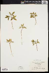 Panax trifolium image