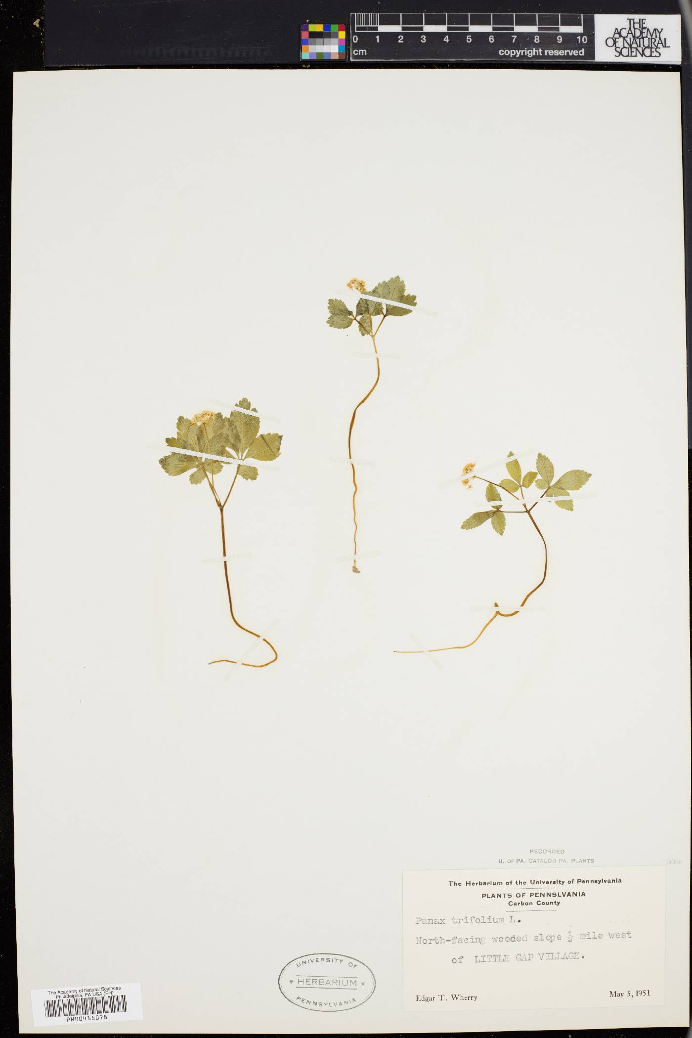 Panax trifolium image