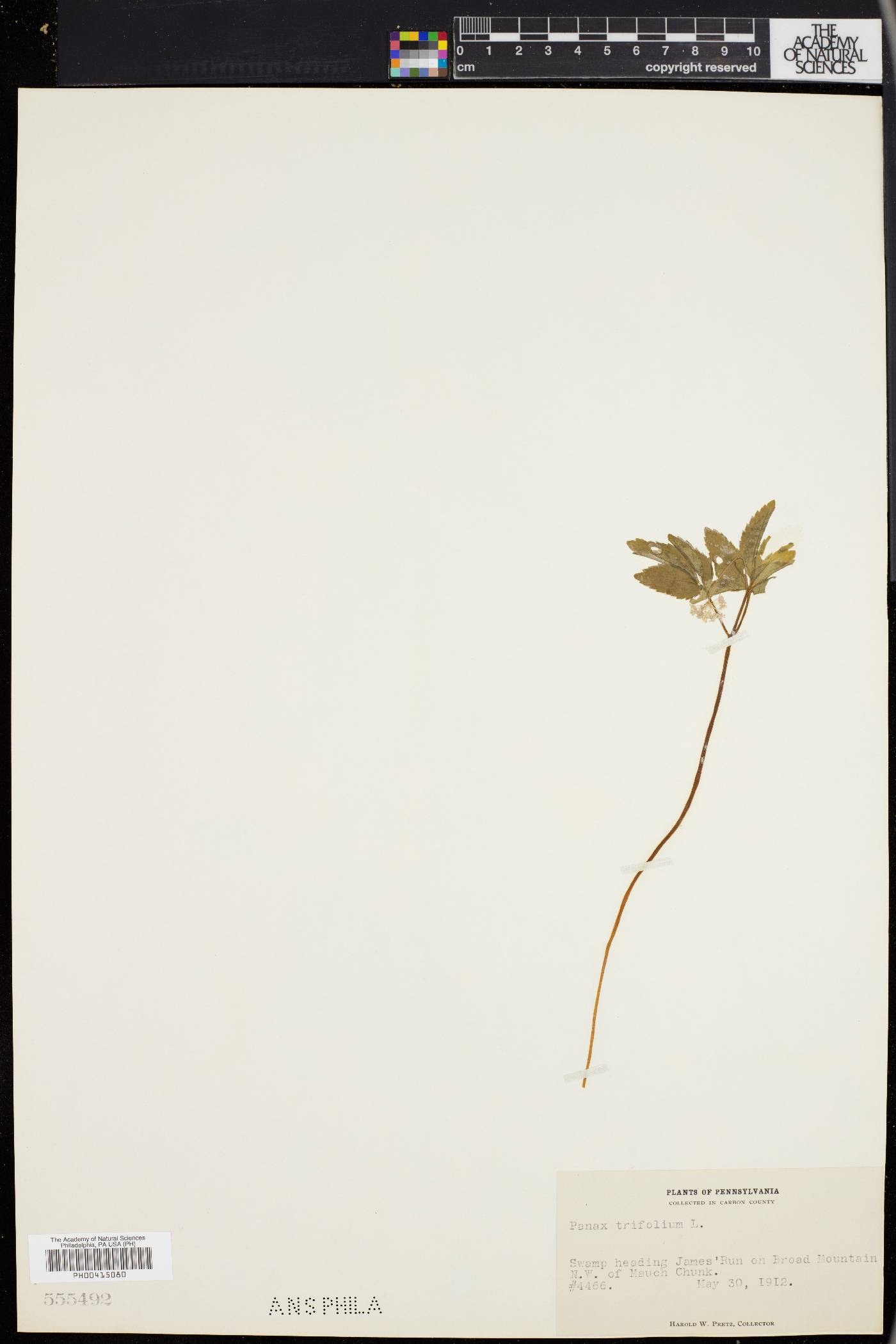 Panax trifolium image