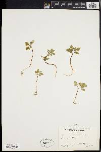 Panax trifolium image