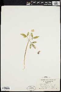 Panax trifolium image