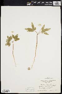 Panax trifolium image