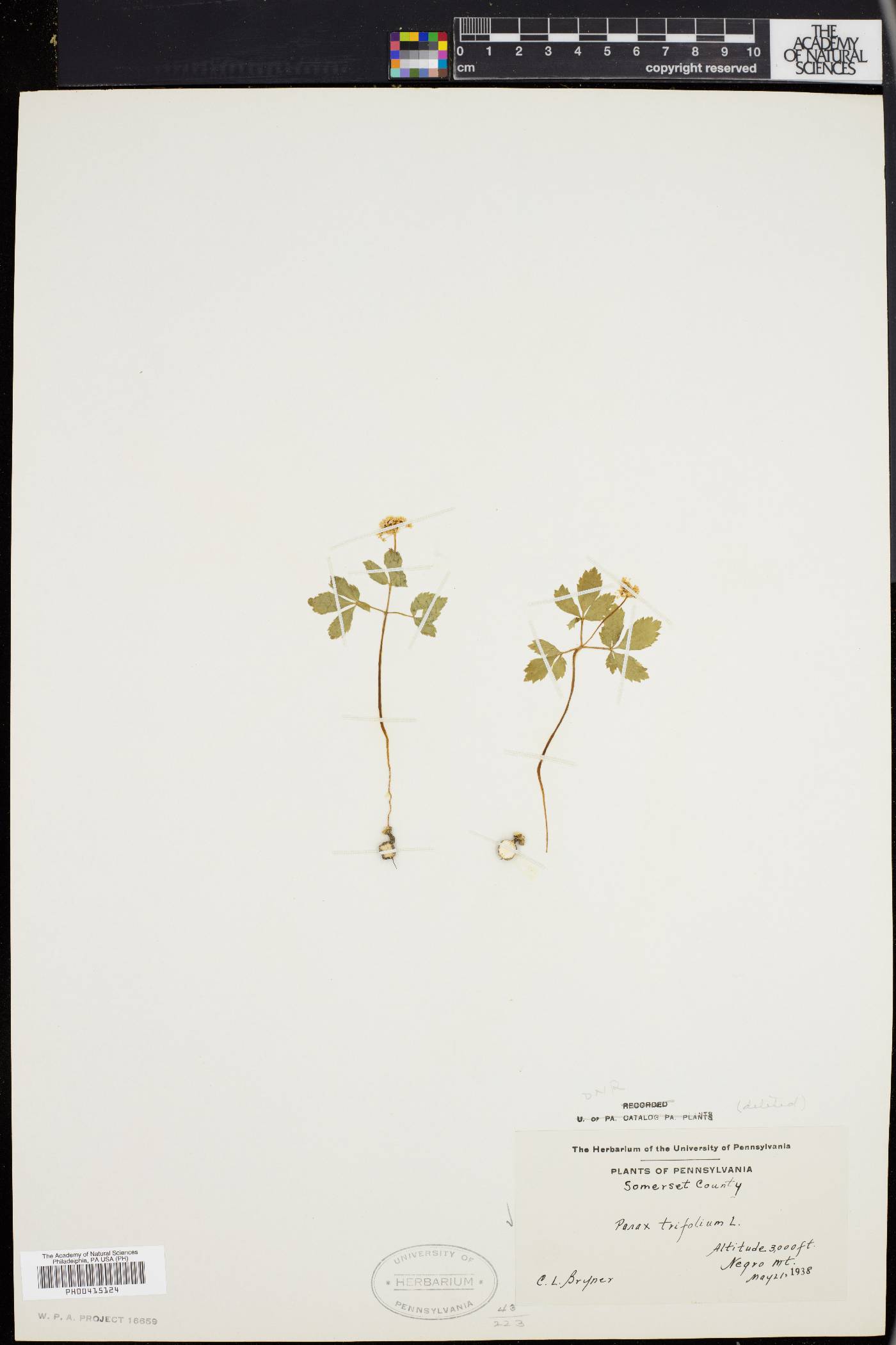 Panax trifolium image