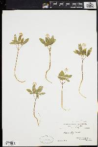 Panax trifolium image