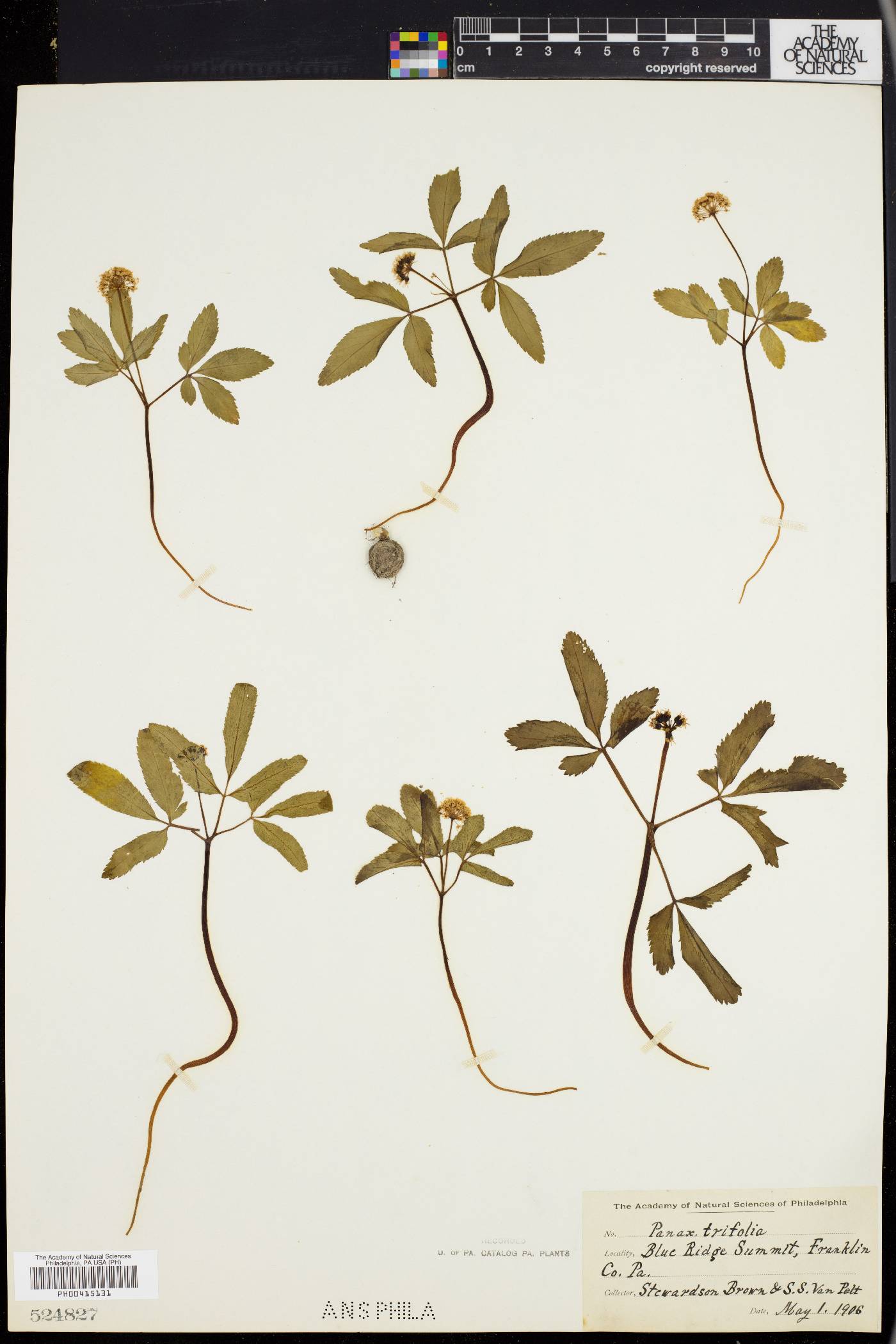 Panax trifolium image