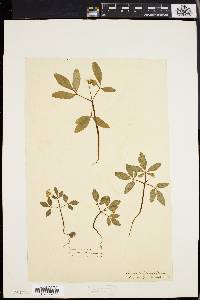 Panax trifolium image