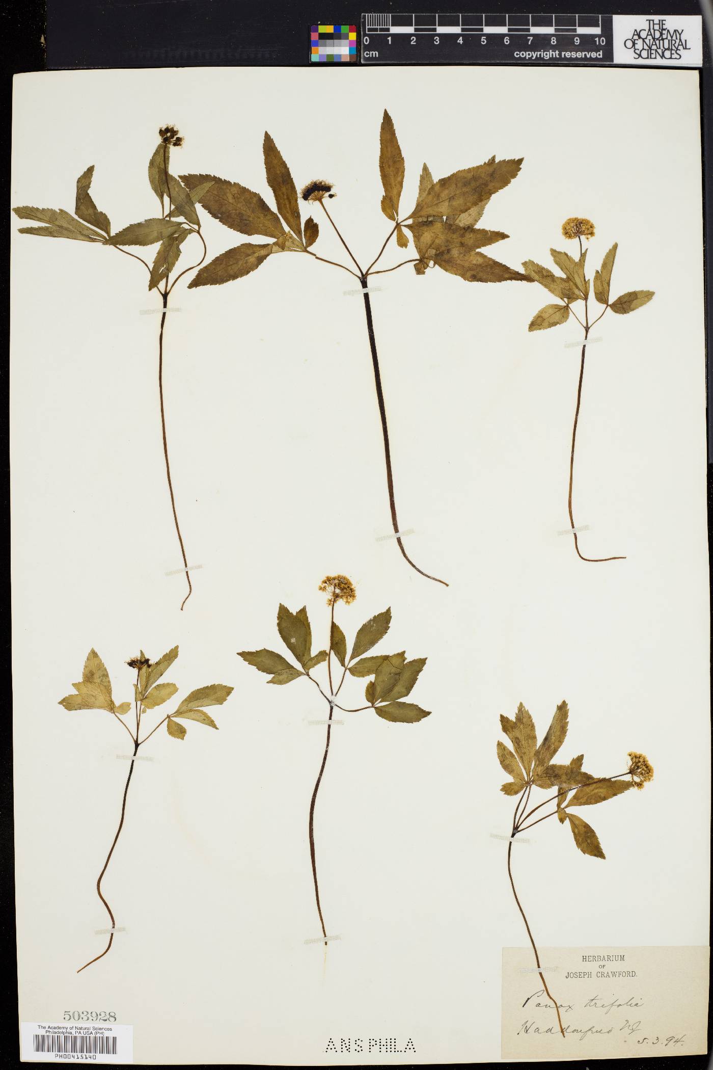 Panax trifolium image