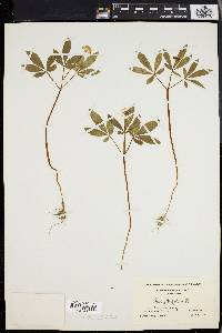 Panax trifolium image