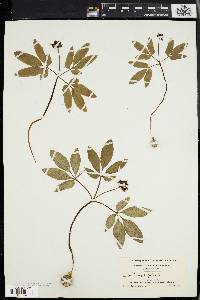 Panax trifolium image