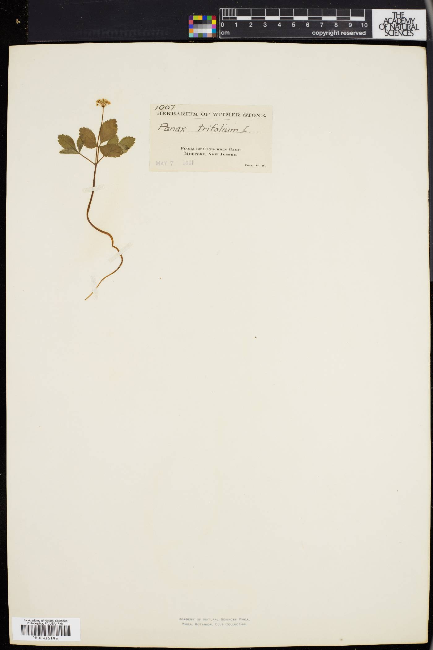 Panax trifolium image