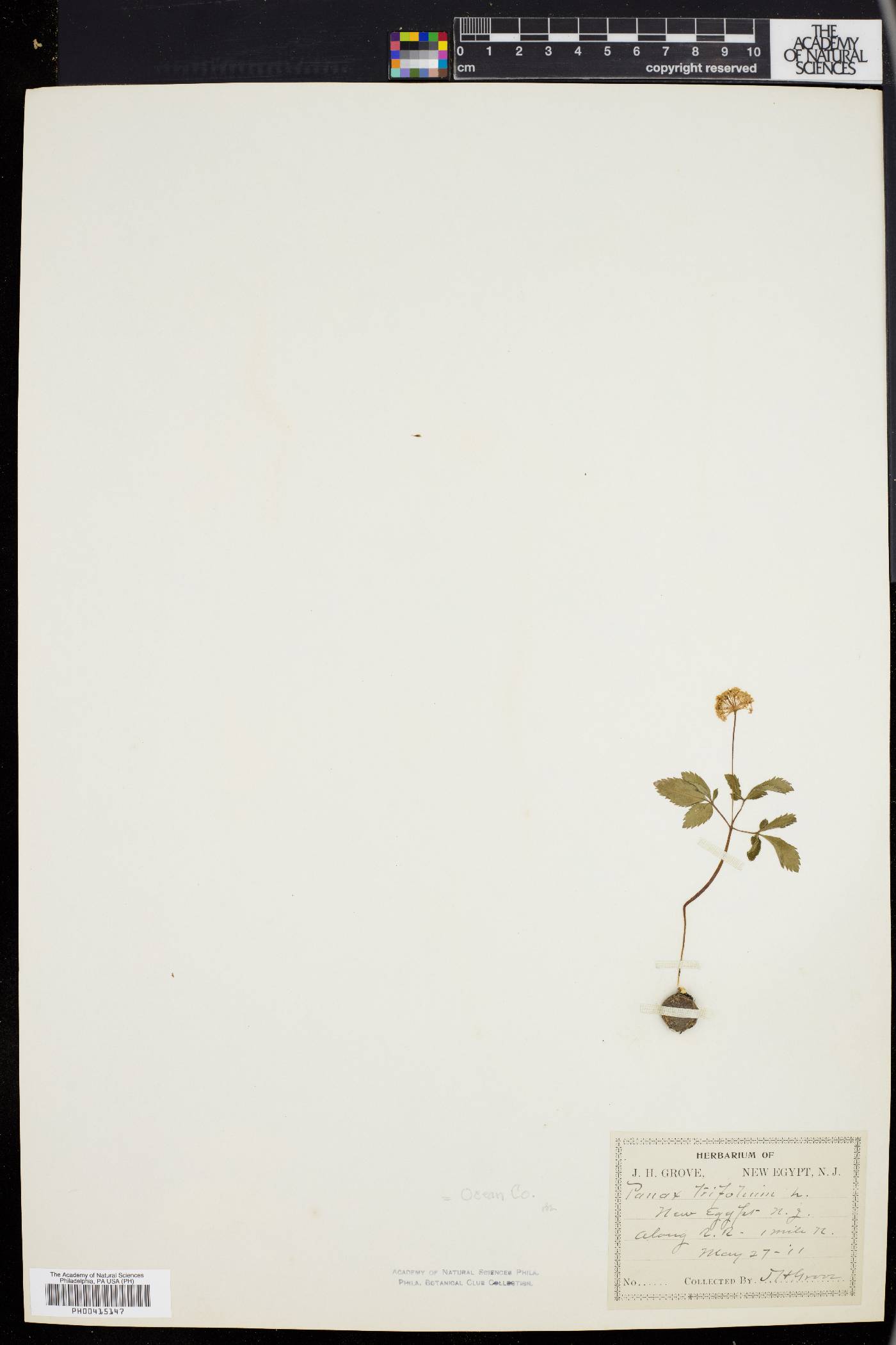 Panax trifolium image