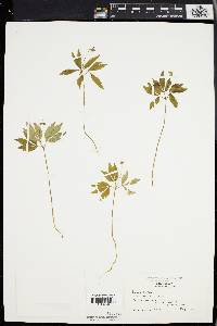 Panax trifolium image