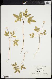 Panax trifolium image