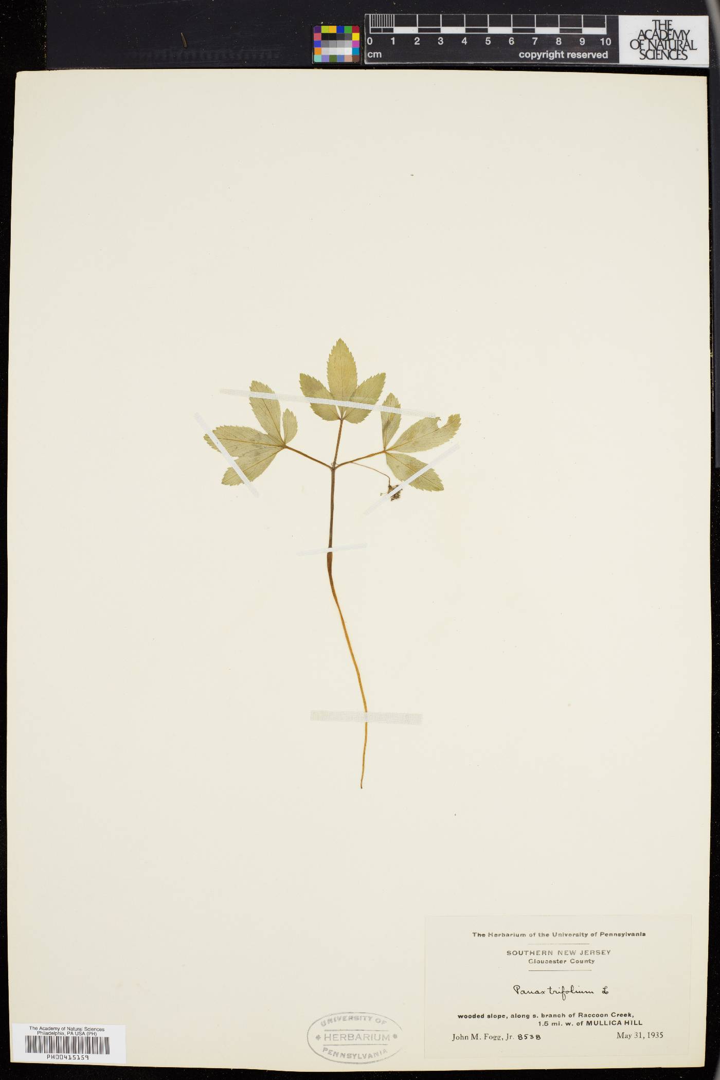 Panax trifolium image
