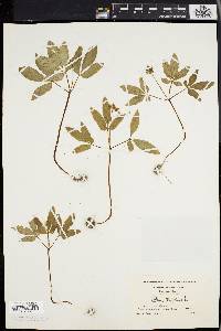 Panax trifolium image