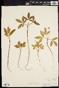 Panax trifolium image