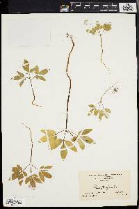 Panax trifolium image