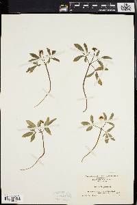 Panax trifolium image