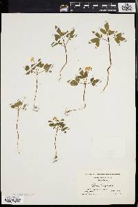 Panax trifolium image