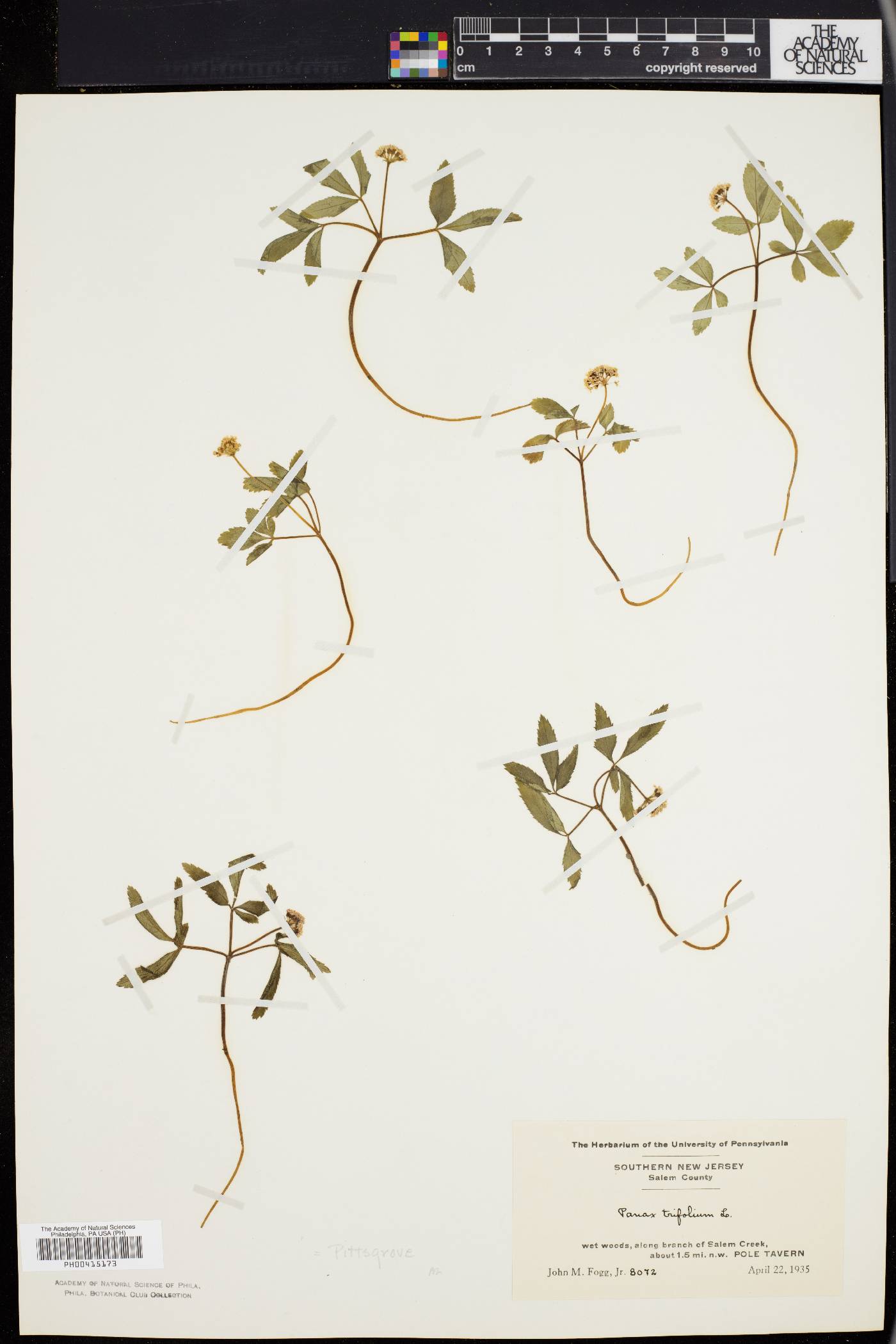 Panax trifolium image