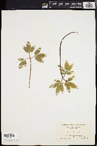 Panax trifolium image