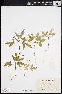 Panax trifolium image