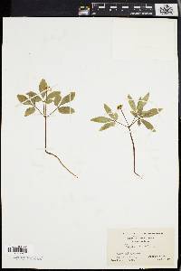 Panax trifolium image