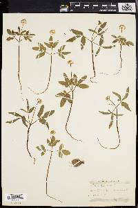 Panax trifolium image