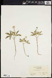 Panax trifolium image