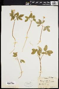 Panax trifolium image