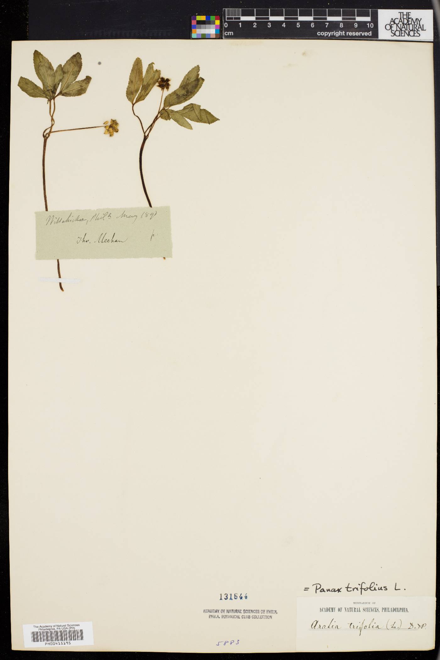 Panax trifolium image
