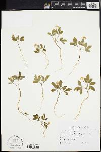 Panax trifolium image