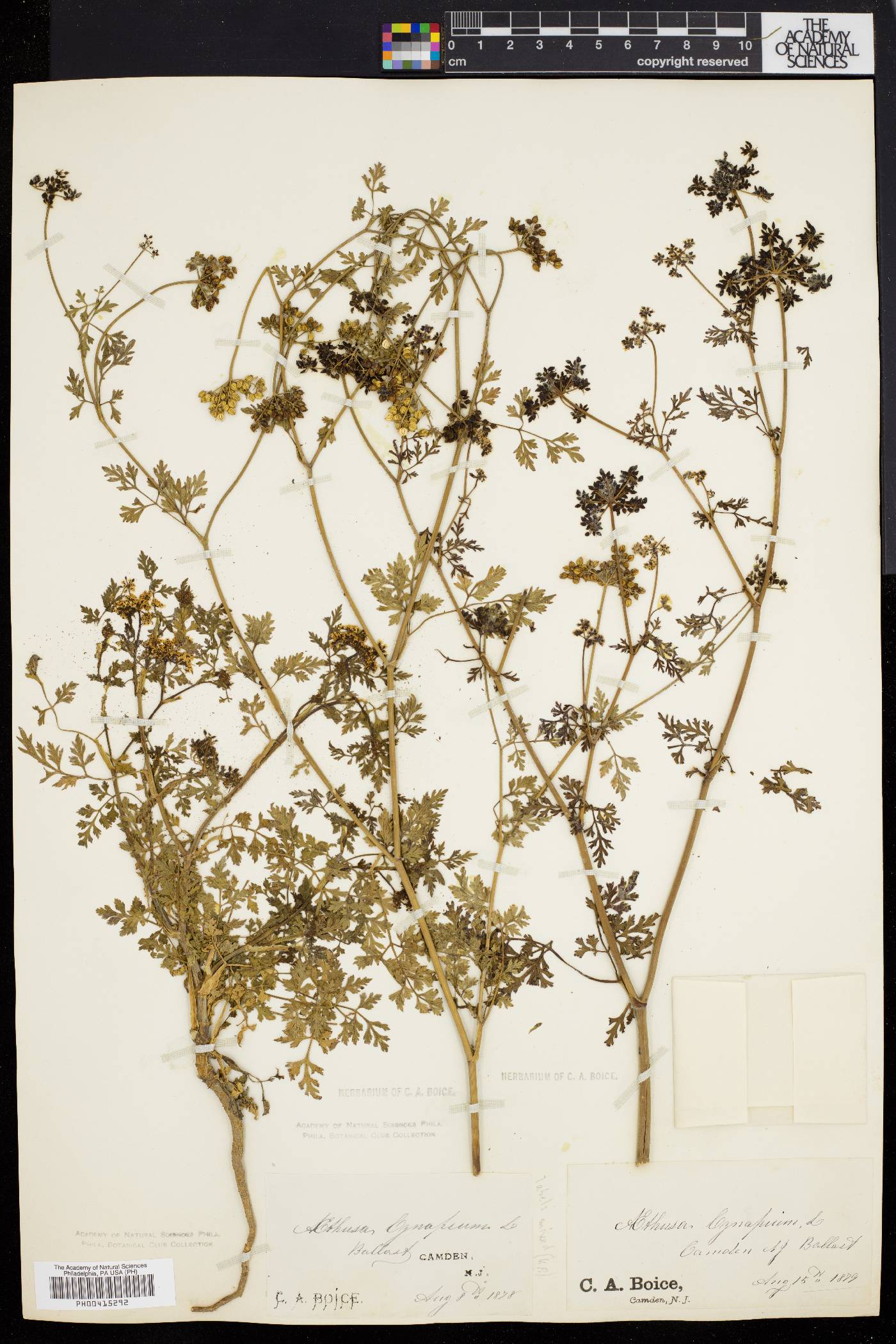 Aethusa cynapium image