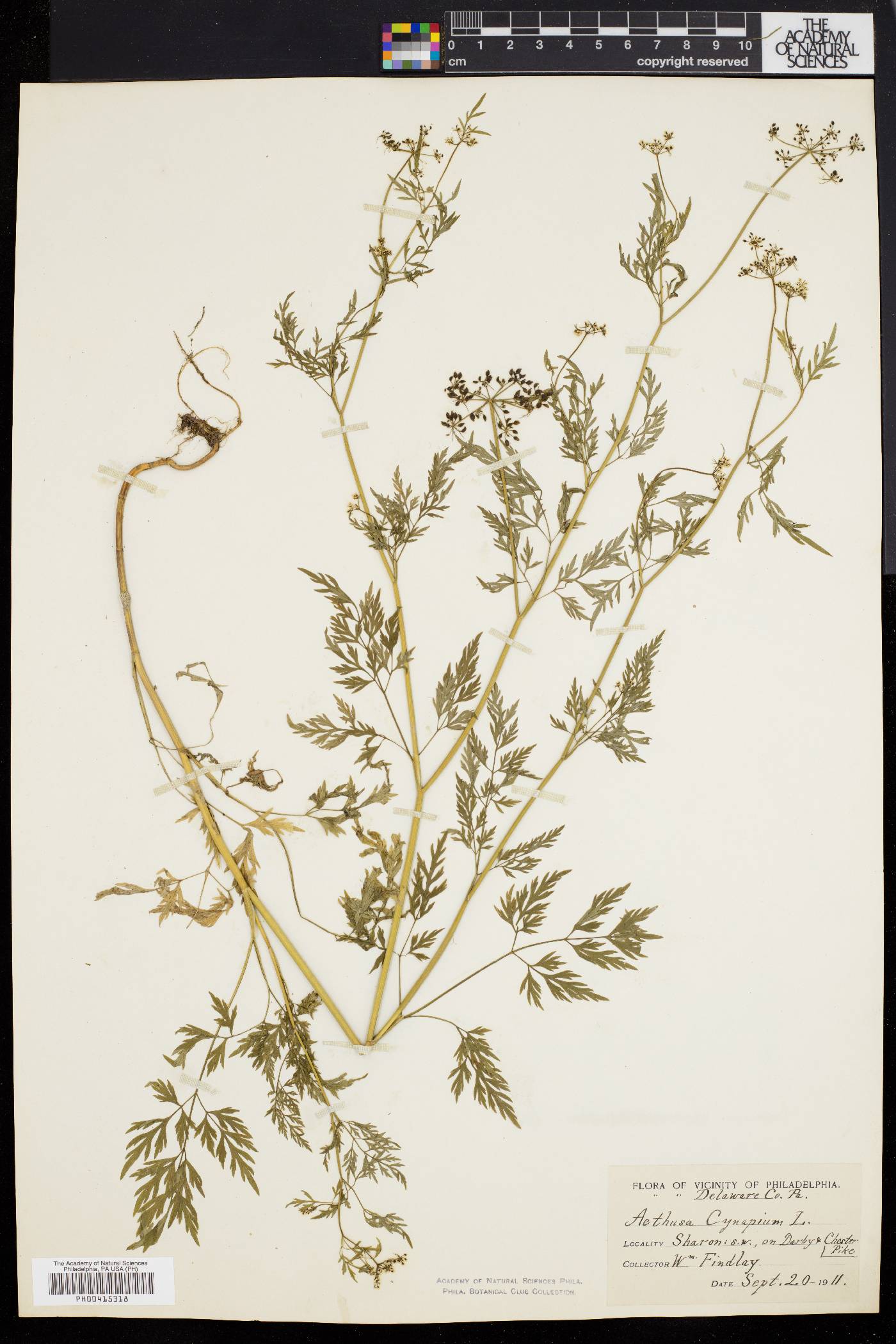 Aethusa cynapium image