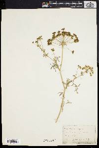 Ammi majus image