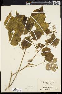 Aralia racemosa image