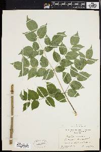 Aralia spinosa image