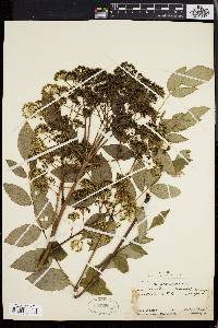 Aralia spinosa image