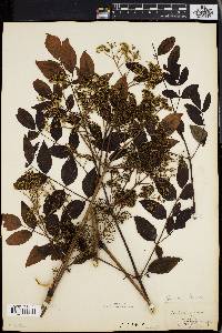 Aralia spinosa image