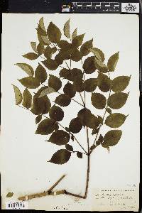 Aralia spinosa image