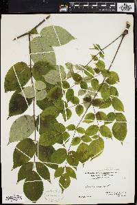 Aralia spinosa image