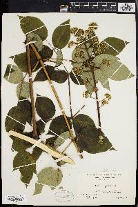 Aralia spinosa image