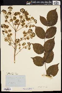 Aralia spinosa image