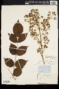 Aralia spinosa image