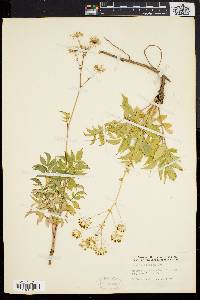 Aralia hispida image